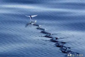 飞鱼数亿年的进化只为活下去，却不知自己的“鱼生”更惨图片