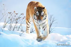 开着满油的车，野外遇到老虎，孤注一掷冲过去？还是躲在车里不动图片