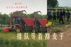不要再卖青小麦了！粮食安全无小事，农民要守住底线图片