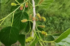 老话说：“5树不进院，子孙后辈顺”，了解吗？这些树别种院里图片