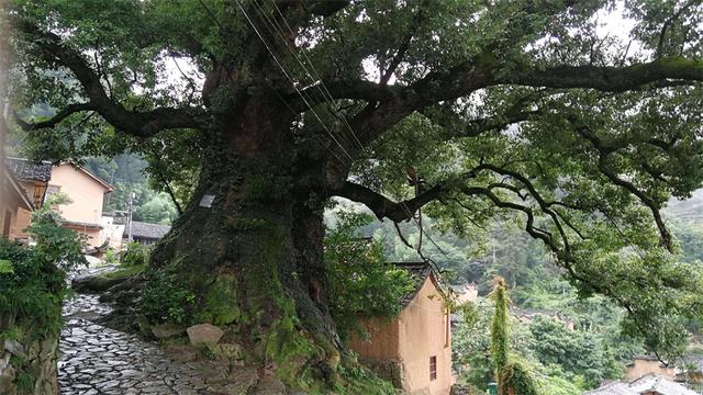 丝瓜叶有什么功效与作用（丝瓜叶用开水泡一泡）