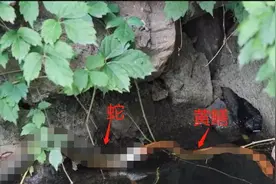 “蛇吃黄鳝是自讨苦吃”？蛇与黄鳝谁更厉害，蛇吃黄鳝真的会死？图片