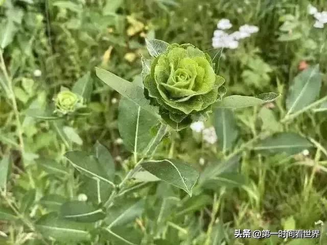 平壤最大的妓院，朝鲜航空的乘务员，39张图看世界