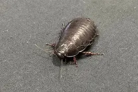 “灭绝”了80多年的蟑螂 怎么又重新出现了图片