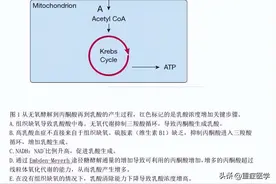 脓毒症性乳酸酸中毒：并不完全是无氧酵解图片