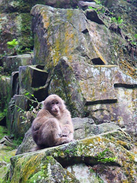 黄山奇遇记：冬观候鸟，野探短尾猴，一场徒步自然的探索之行