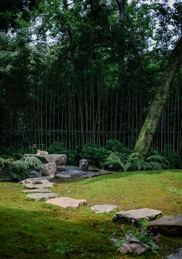 川贝 花胶 2026年川贝花胶汤