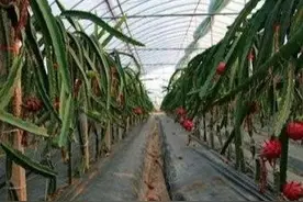 火龙果冬季大棚高产栽培和种植管理技术图片