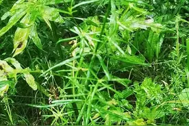 “十二生肖”在辉南龙湾的百草中聚齐了！草中“十二属”你认识哪些？图片