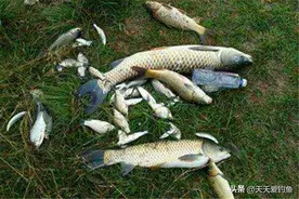 白露过后野钓，鱼的“食堂”有变化，找这4种钓位，大鱼喜欢扎堆图片