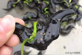 5种白净的蔬菜，看不到虫子，其实寄生虫很多，很多人还不知道图片