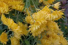 如果你是蜉蝣图片