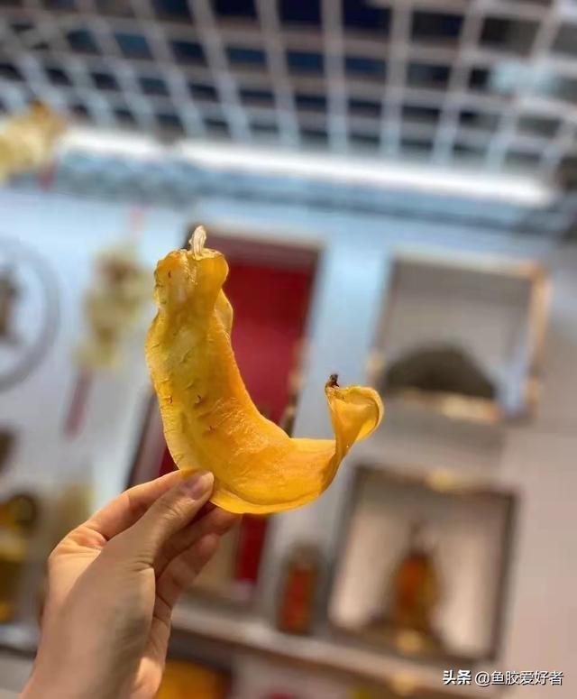 赤嘴鳘鱼胶是什么鱼 2026年赤嘴鱼胶是什么鱼取出来的图片