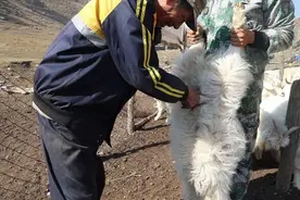 羊是忍痛能力最强的动物？为什么骟羊时，很少听见羊发出惨叫声？图片