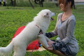 公狗更喜欢女主人的原因，我找到了图片