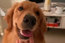 狗狗8种疾病症状 +治疗平价药清单图片