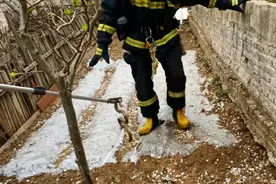 吓人！大连一居民楼旁惊现大蛇图片