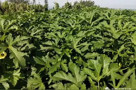 药食两用之秋葵图片