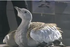 蒲城群众救助一受伤大鸟 系国家一级重点保护动物大鸨图片