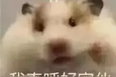 一些奇奇怪怪可可爱爱的动物表情包图片