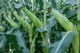 抗茎腐穗腐锈病，抗倒伏适应性好，大穗高产玉米新品种强硕98简介图片