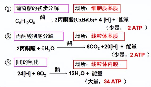 高中生物-细胞代谢