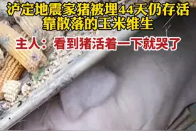 泸定地震家猪被埋44天仍存活，靠散落的玉米维生，主人：看到猪活着一下就哭了图片
