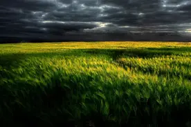 明年，桃花不散，旧爱难忘，前任死缠烂打，有望复合的4个生肖图片