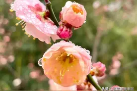 新闻词汇 事故和灾害、机构和组织名称、职务和头衔的英文单词短语图片