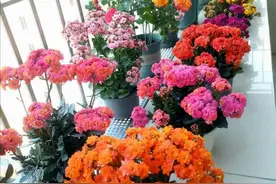 冬天扦插8种花，生根快“易成活”，三四个月都能开“大花”图片