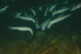 50万吨！中国30年成为“鱿鱼一哥”，东南亚为何要“抢加工”？图片