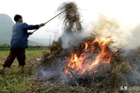 陕西村民焚烧油菜秸杆被罚2000，职能部门展开调查图片
