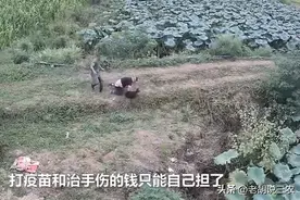 恶狗撕咬男子，男子忍痛与恶狗搏斗，三分钟后，恶狗被活活掐死图片