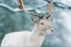 内蒙古发现罕见生物，通体雪白如同精灵，这是什么物种？图片