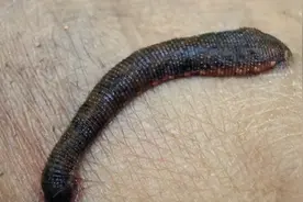 外号“吸血虫”的蚂蟥有天敌吗？用什么办法可以消灭它？图片