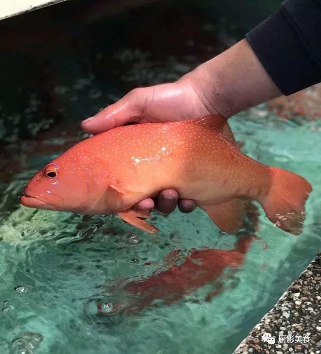 花胶选几级的 花胶等级顺序鱼胶排名大全