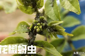 蚜虫最怕什么？如何消灭蚜虫，用什么药？图片