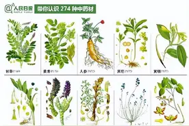 带你认识274种中药材，老祖宗留下的宝藏… ​​​图片