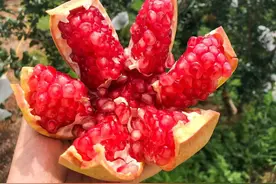 送亲友水果时，这6种水果的寓意，建议提前了解，别再乱送了图片