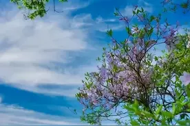 宜昌这里的杜鹃花开爆了！一起去赴一场杜鹃花的约会吧~图片