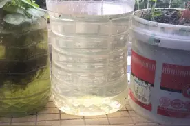 绿水，怎么培养绿水，绿水的作用图片