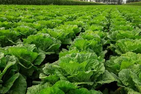 7月开始，要准备种植7种秋季蔬菜了！早点种植以免错过图片