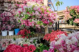 盆栽三角梅，首选这11种，色美花多，都是真正的“勤花品种”图片