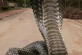 广东分布的5种毒蛇，你认识几种？“小青龙”价值百万却是倒数？图片