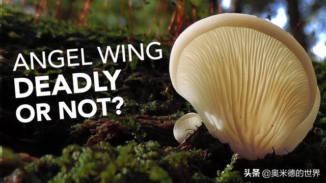 全世界最毒的十种蘑菇，中国最毒的蘑菇致命白毒伞上榜