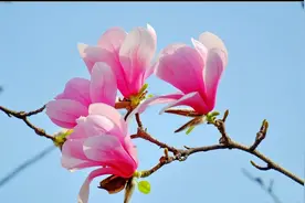 玉兰、广玉兰、洋玉兰、白玉兰、荷花玉兰，它们到底有什么区别？图片