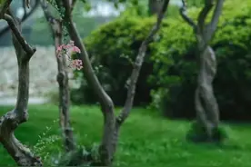 散文：在春雨中品味爱情图片