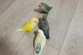 记录牡丹鹦鹉繁殖第一窝的小日常图片