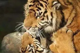 难以想象，老虎接吻会发生什么图片