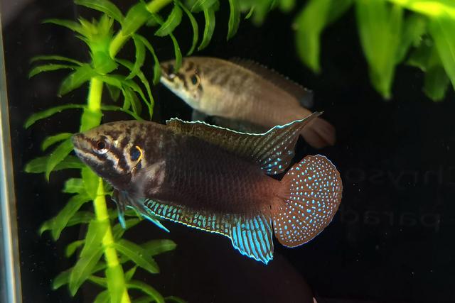 榛戦緳姹熼奔绫讳箣鈥滀笁鍗佷簩鏉傞奔鈥濆浘璋? onerror=